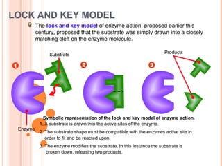 LOCK AND KEY MODEL
The lock and key model of enzyme action, proposed earlier this
century, proposed that the substrate was simply drawn into a closely
matching cleft on the enzyme molecule.
Substrate
Enzyme
Products
Symbolic representation of the lock and key model of enzyme action.
1. A substrate is drawn into the active sites of the enzyme.
2. The substrate shape must be compatible with the enzymes active site in
order to fit and be reacted upon.
3. The enzyme modifies the substrate. In this instance the substrate is
broken down, releasing two products.
 