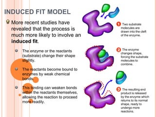 INDUCED FIT MODEL
More recent studies have
revealed that the process is
much more likely to involve an
induced fit.
The enzyme or the reactants
(substrate) change their shape
slightly.
The reactants become bound to
enzymes by weak chemical
bonds.
This binding can weaken bonds
within the reactants themselves,
allowing the reaction to proceed
more readily.
The enzyme
changes shape,
forcing the substrate
molecules to
combine.
Two substrate
molecules are
drawn into the cleft
of the enzyme.
The resulting end
product is released
by the enzyme which
returns to its normal
shape, ready to
undergo more
reactions.
 