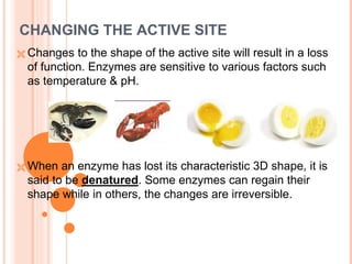 CHANGING THE ACTIVE SITE
 Changes to the shape of the active site will result in a loss
of function. Enzymes are sensitive to various factors such
as temperature & pH.
 When an enzyme has lost its characteristic 3D shape, it is
said to be denatured. Some enzymes can regain their
shape while in others, the changes are irreversible.
 
