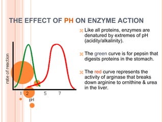 THE EFFECT OF PH ON ENZYME ACTION
 Like all proteins, enzymes are
denatured by extremes of pH
(acidity/alkalinity).
 The green curve is for pepsin that
digests proteins in the stomach.
 The red curve represents the
activity of arginase that breaks
down arginine to ornithine & urea
in the liver.
 