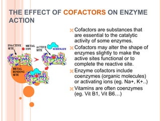 THE EFFECT OF COFACTORS ON ENZYME
ACTION
 Cofactors are substances that
are essential to the catalytic
activity of some enzymes.
 Cofactors may alter the shape of
enzymes slightly to make the
active sites functional or to
complete the reactive site.
 Enzyme cofactors include
coenzymes (organic molecules)
or activating ions (eg. Na+, K+..)
 Vitamins are often coenzymes
(eg. Vit B1, Vit B6…)
 