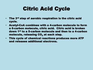 Citric Acid Cycle
• The 3rd step of aerobic respiration is the citric acid
cycle.
• Acetyl-CoA combines with a 4-carbon molecule to form
a 6-carbon molecule, citric acid. Citric acid is broken
down 1st to a 5-carbon molecule and then to a 4-carbon
molecule, releasing CO2 at each step.
• This cycle of chemical reactions produces more ATP
and releases additional electrons.
 