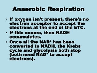Anaerobic Respiration
• If oxygen isn’t present, there’s no
electron acceptor to accept the
electrons at the end of the ETC.
• If this occurs, then NADH
accumulates.
• Once all the NAD+ has been
converted to NADH, the Krebs
cycle and glycolysis both stop
(both need NAD+ to accept
electrons).
 