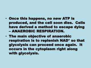 • Once this happens, no new ATP is
produced, and the cell soon dies. Cells
have derived a method to escape dying
– ANAEROBIC RESPIRATION.
• The main objective of anaerobic
respiration is to replenish NAD+ so that
glycolysis can proceed once again. It
occurs in the cytoplasm right along
with glycolysis.
 