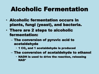 Alcoholic Fermentation
• Alcoholic fermentation occurs in
plants, fungi (yeast), and bacteria.
• There are 2 steps to alcoholic
fermentation:
– The conversion of pyruvic acid to
acetaldehyde
• 1 CO2 and 1 acetaldehyde is produced
– The conversion of acetaldehyde to ethanol
• NADH is used to drive the reaction, releasing
NAD+
 