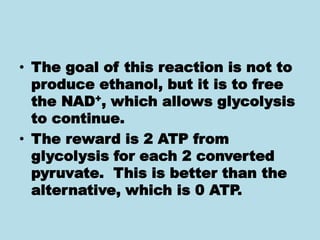 • The goal of this reaction is not to
produce ethanol, but it is to free
the NAD+, which allows glycolysis
to continue.
• The reward is 2 ATP from
glycolysis for each 2 converted
pyruvate. This is better than the
alternative, which is 0 ATP.
 