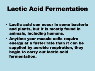 Lactic Acid Fermentation
• Lactic acid can occur in some bacteria
and plants, but it is mostly found in
animals, including humans.
• Anytime your muscle cells require
energy at a faster rate than it can be
supplied by aerobic respiration, they
begin to carry out lactic acid
fermentation.
 
