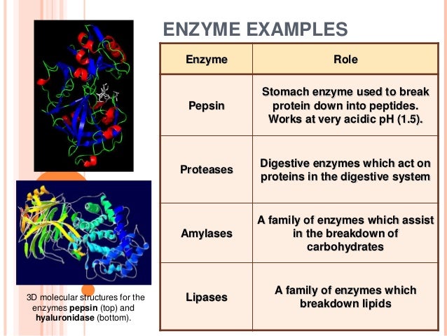 Cellular Respiration Ap Biology