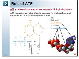 Ap bio ch.4 | PPTX