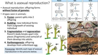 AP bio ch. 46 & 47 reproduction and development for 4 /2 /18 | PPTX