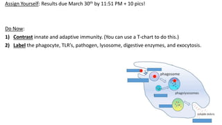 Assign Yourself: Results due March 30th by 11:51 PM + 10 pics!
Do Now:
1) Contrast innate and adaptive immunity. (You can use a T-chart to do this.)
2) Label the phagocyte, TLR’s, pathogen, lysosome, digestive enzymes, and exocytosis.
 