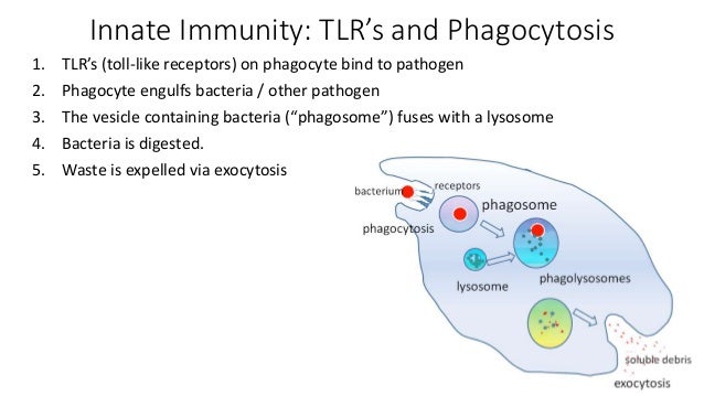 Ap bio ch. 43 part 2 immune humoral immunity (2)