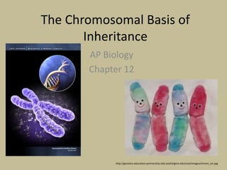 The Chromosomal Basis of
Inheritance
AP Biology
Chapter 12
http://genetics-education-partnership.mbt.washington.edu/cool/images/chromi_sm.jpg
 