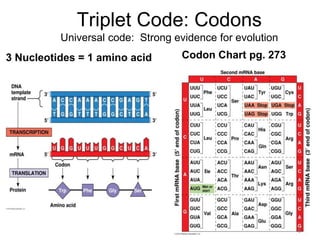 AP_Bio_Ch_14_Gene_Expression.ppt