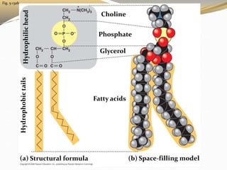 Fig. 5-13ab
(b) Space-filling model
(a) Structural formula
Fatty acids
Choline
Phosphate
Glycerol
Hydrophobic
tails
Hydrop...