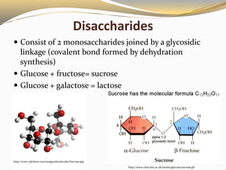 Disaccharides
 Consist of 2 monosaccharides joined by a glycosidic
linkage (covalent bond formed by dehydration
synthesis...