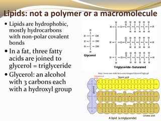 Lipids: not a polymer or a macromolecule
 Lipids are hydrophobic,
mostly hydrocarbons
with non-polar covalent
bonds
 In ...
