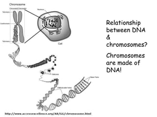 Relationship
between DNA
&
chromosomes?
Chromosomes
are made of
DNA!
 