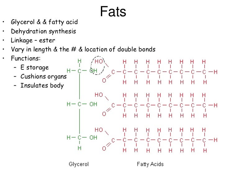 Ap bio ch 3 Functional Groups & Macromolecules