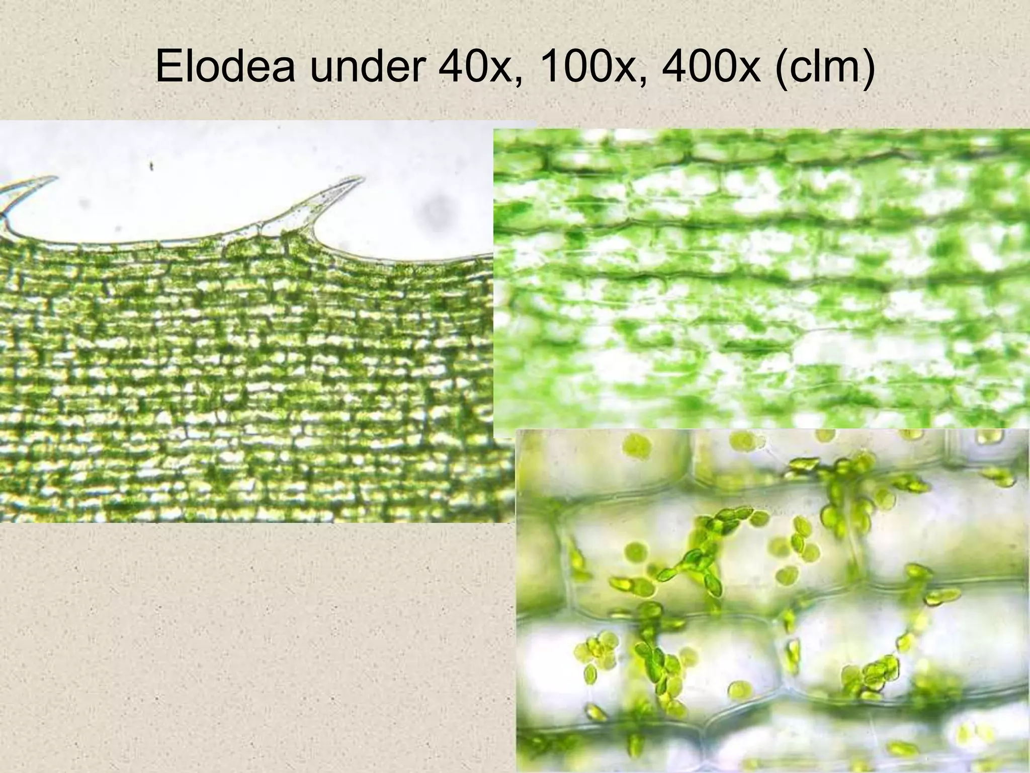Elodea under 40x, 100x, 400x (clm)
 