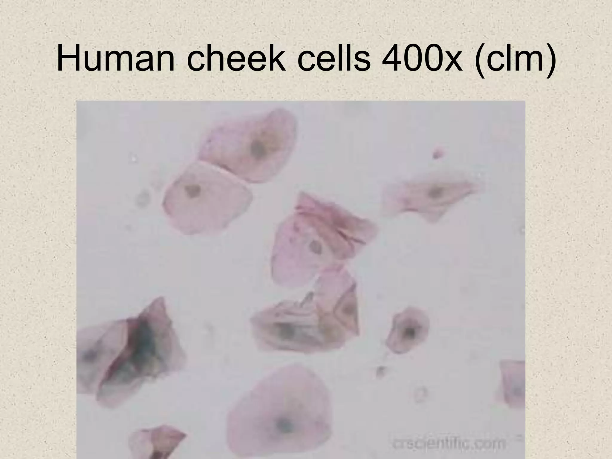 Human cheek cells 400x (clm)
 