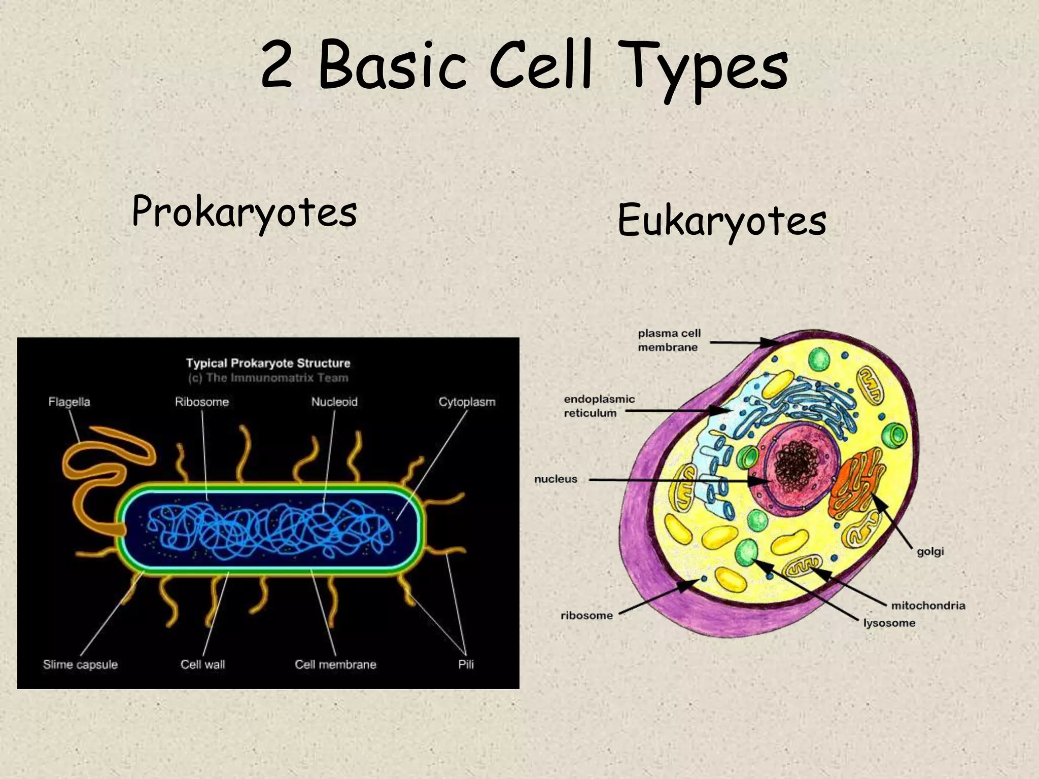 2 Basic Cell Types

Prokaryotes       Eukaryotes
 
