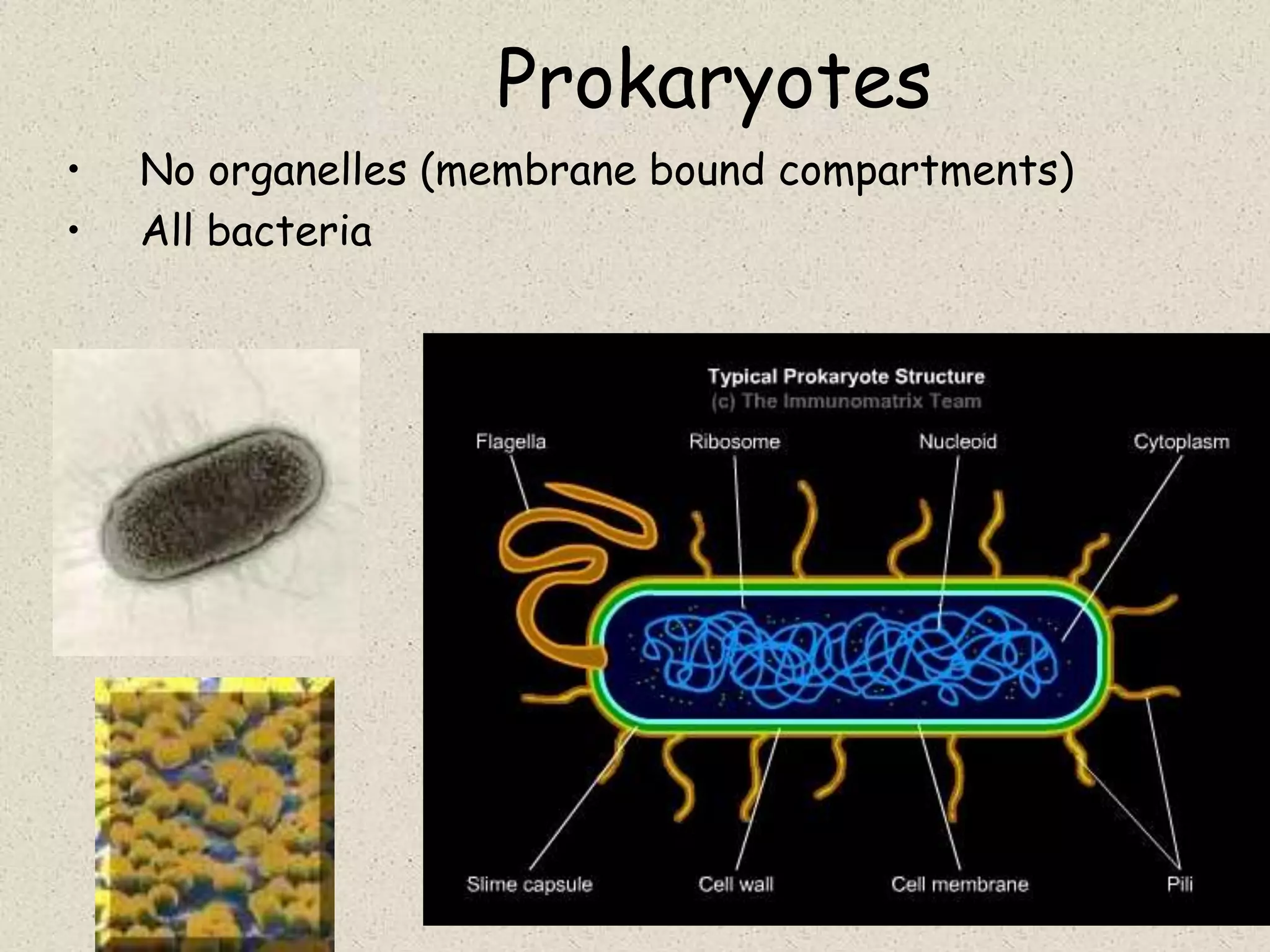 Prokaryotes
•   No organelles (membrane bound compartments)
•   All bacteria
 