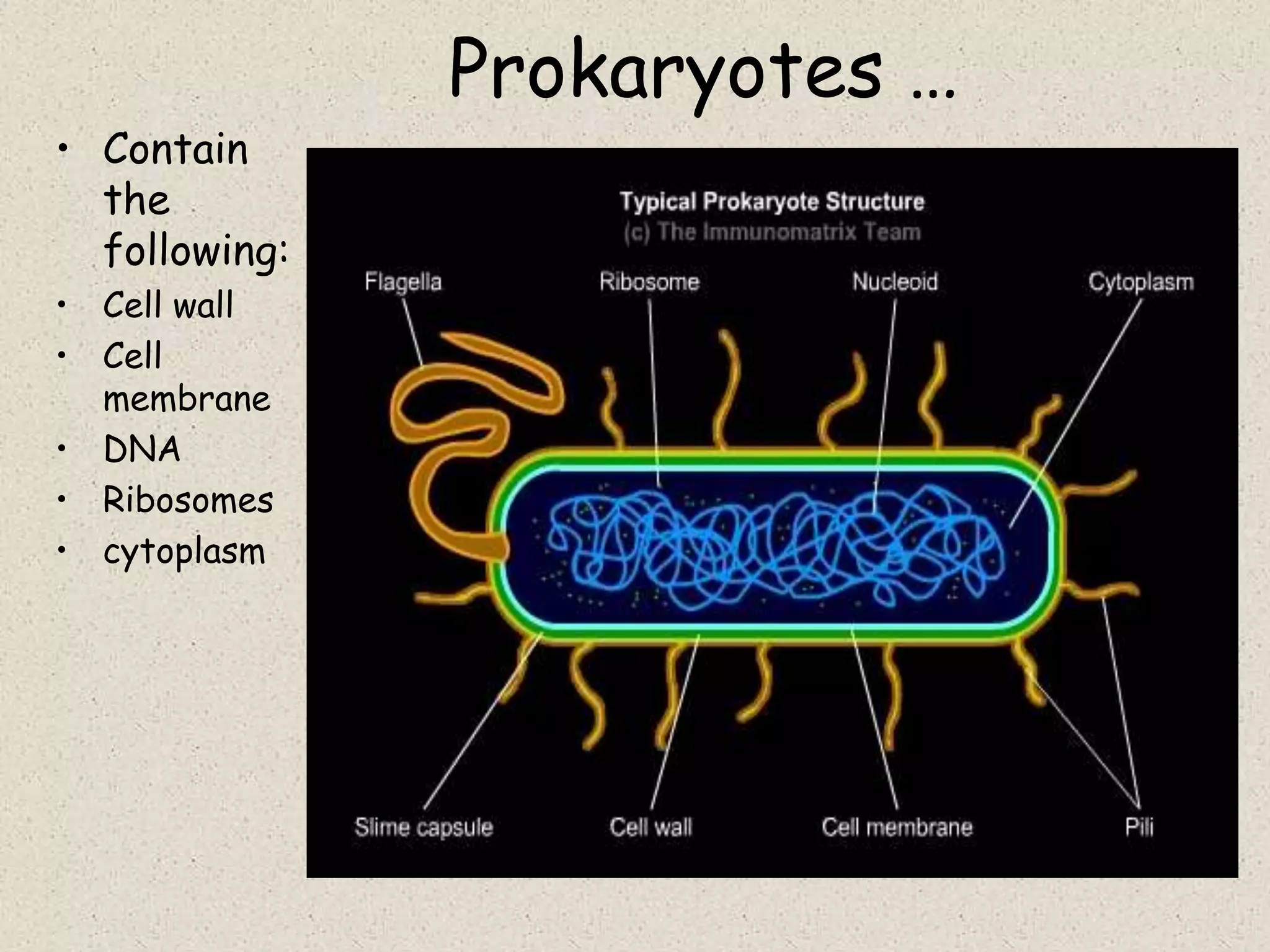 Prokaryotes …
• Contain
  the
  following:
• Cell wall
• Cell
  membrane
• DNA
• Ribosomes
• cytoplasm
 