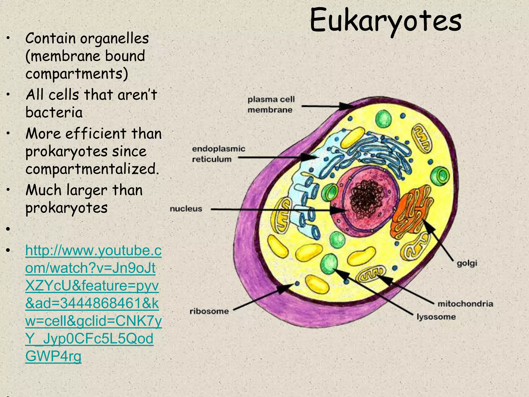 • Contain organelles
                          Eukaryotes
  (membrane bound
  compartments)
• All cells that aren’t
  bacteria
• More efficient than
  prokaryotes since
  compartmentalized.
• Much larger than
  prokaryotes
•
• http://www.youtube.c
  om/watch?v=Jn9oJt
  XZYcU&feature=pyv
  &ad=3444868461&k
  w=cell&gclid=CNK7y
  Y_Jyp0CFc5L5Qod
  GWP4rg
 