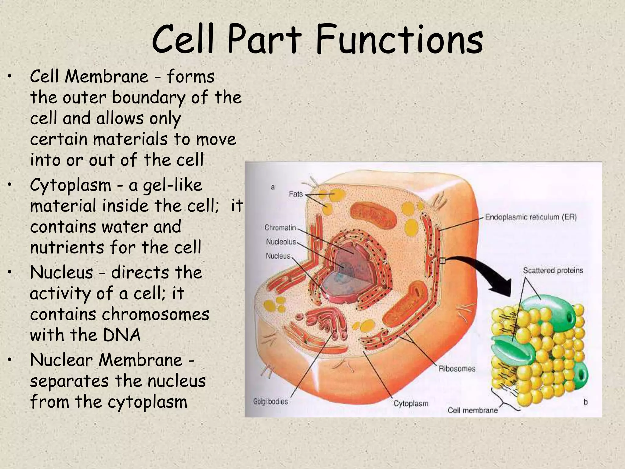Cell Part Functions
• Cell Membrane - forms
  the outer boundary of the
  cell and allows only
  certain materials to move
  into or out of the cell
• Cytoplasm - a gel-like
  material inside the cell; it
  contains water and
  nutrients for the cell
• Nucleus - directs the
  activity of a cell; it
  contains chromosomes
  with the DNA
• Nuclear Membrane -
  separates the nucleus
  from the cytoplasm
 