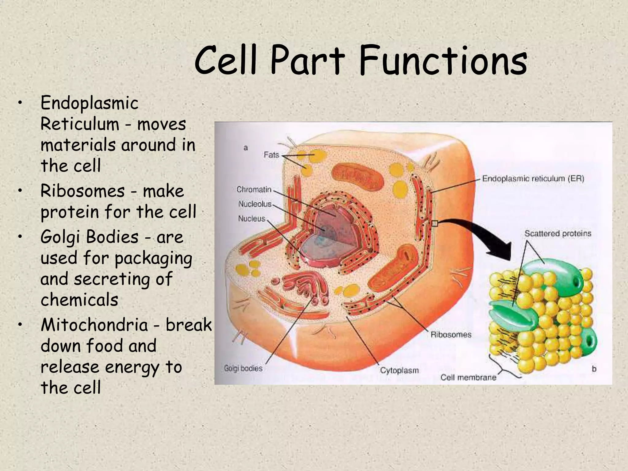 Cell Part Functions
• Endoplasmic
  Reticulum - moves
  materials around in
  the cell
• Ribosomes - make
  protein for the cell
• Golgi Bodies - are
  used for packaging
  and secreting of
  chemicals
• Mitochondria - break
  down food and
  release energy to
  the cell
 