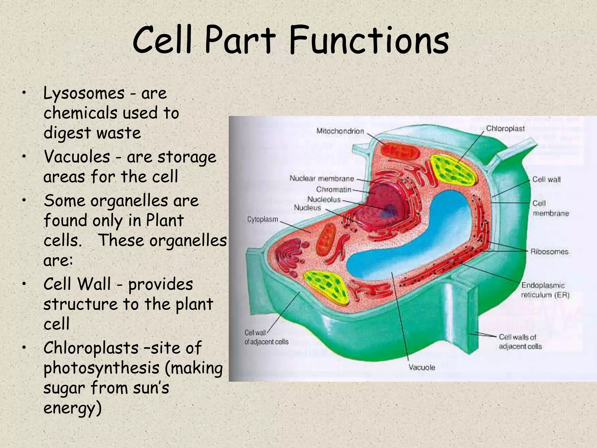 Cell Part Functions
• Lysosomes - are
  chemicals used to
  digest waste
• Vacuoles - are storage
  areas for the cell
• Some organelles are
  found only in Plant
  cells. These organelles
  are:
• Cell Wall - provides
  structure to the plant
  cell
• Chloroplasts –site of
  photosynthesis (making
  sugar from sun’s
  energy)
 
