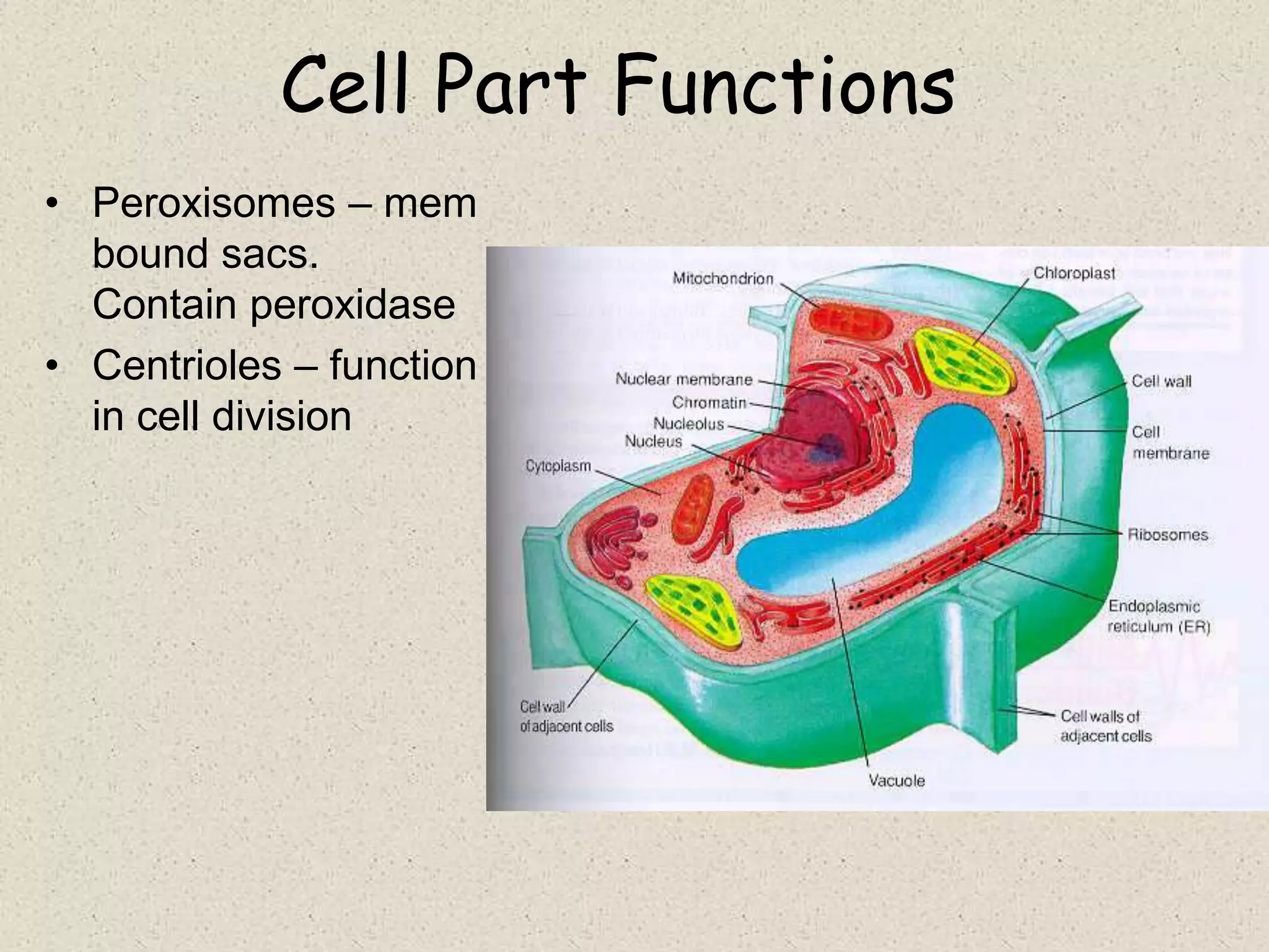 Cell Part Functions
• Peroxisomes – mem
  bound sacs.
  Contain peroxidase
• Centrioles – function
  in cell division
 