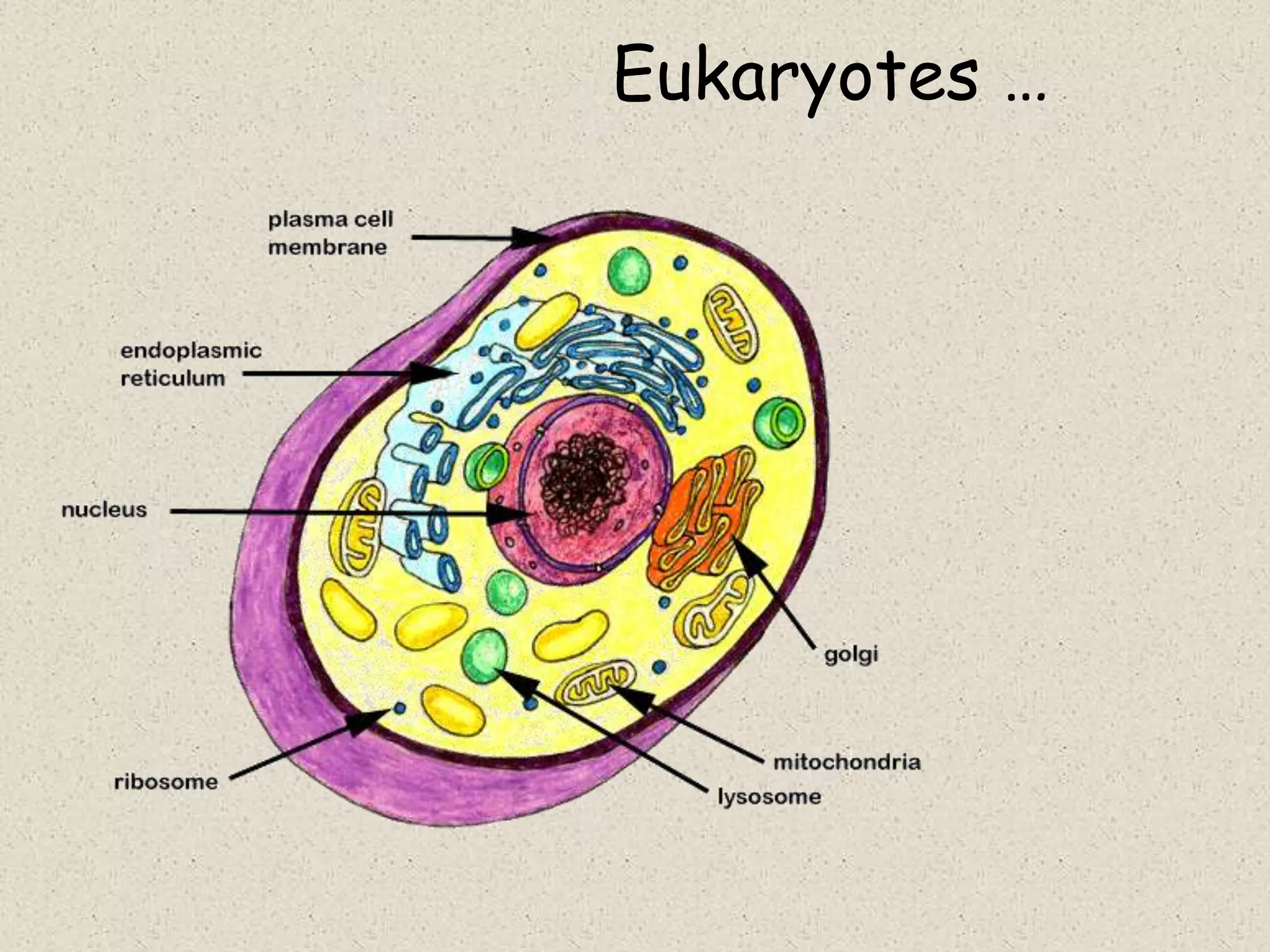 Eukaryotes …
 