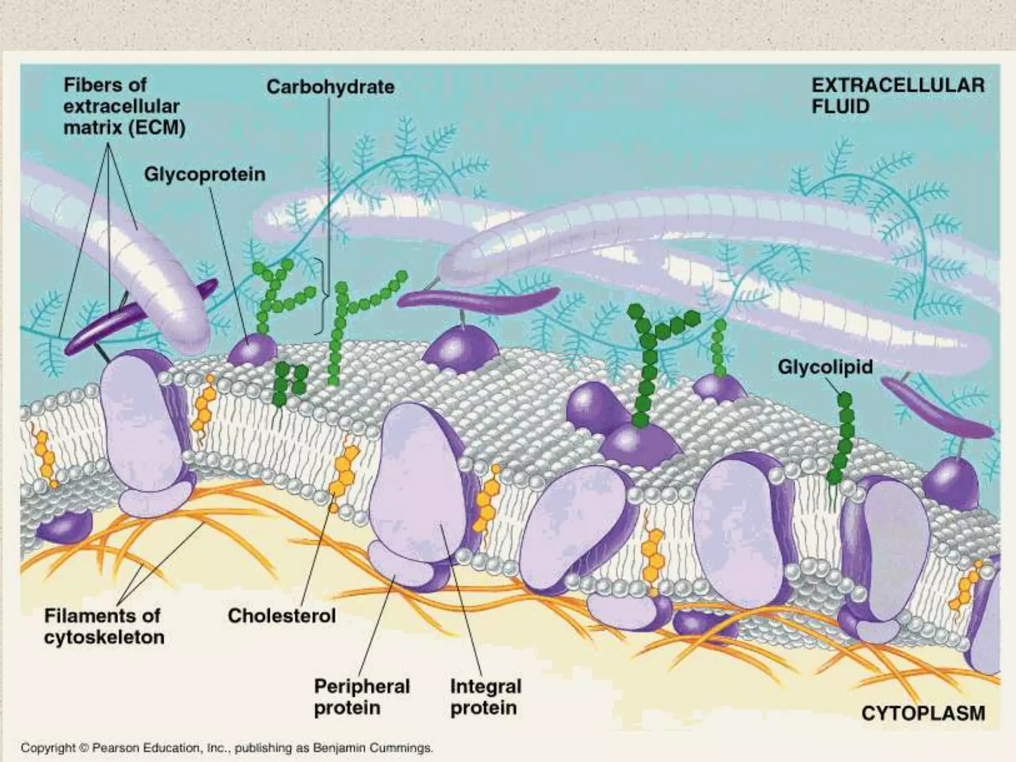 Ap bio ch 4  Scope & Cells 