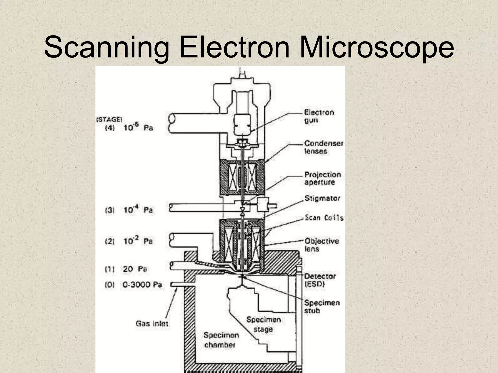 Scanning Electron Microscope
 