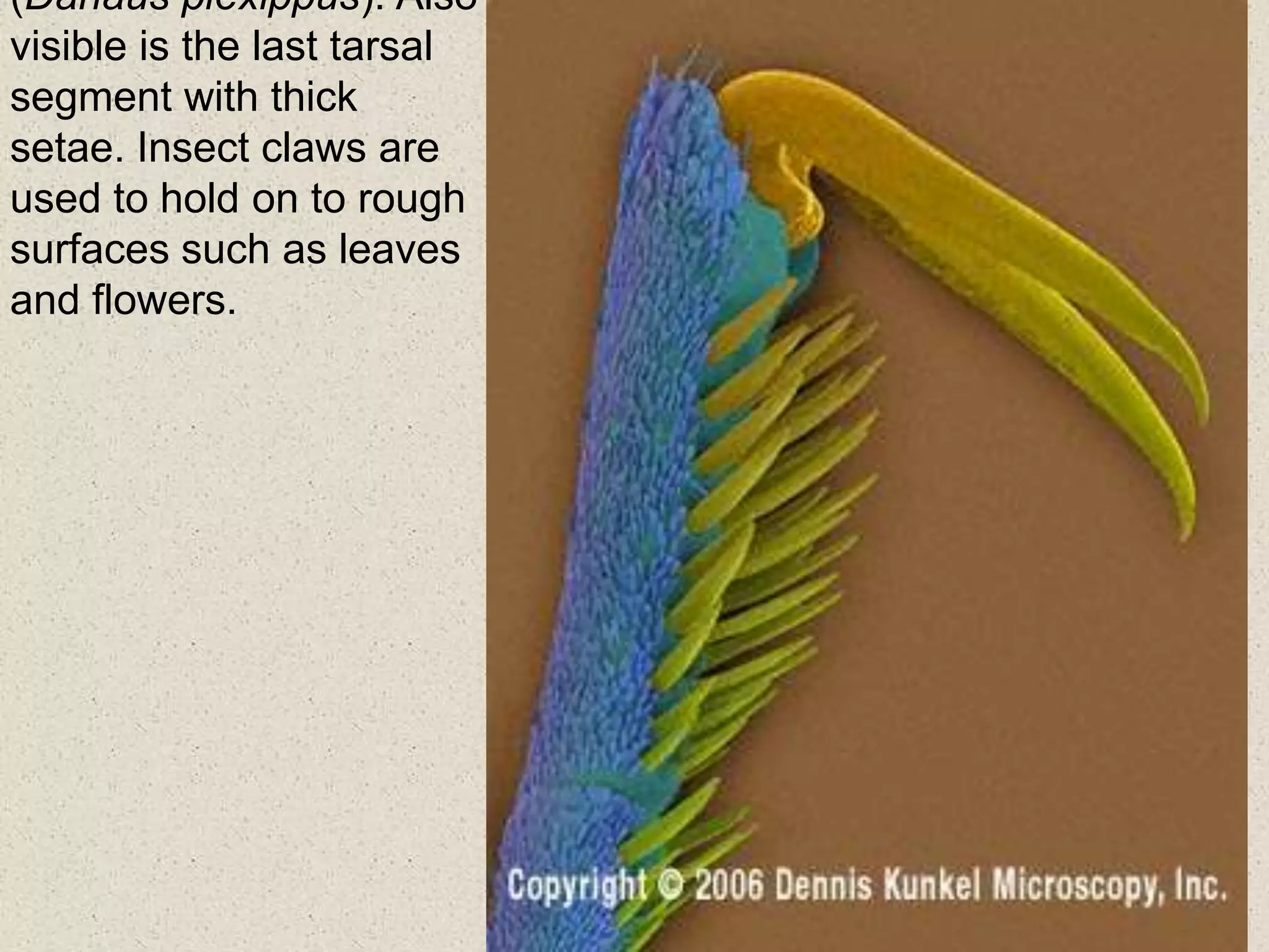 (Danaus plexippus). Also
visible is the last tarsal
segment with thick
setae. Insect claws are
used to hold on to rough
surfaces such as leaves
and flowers.
 