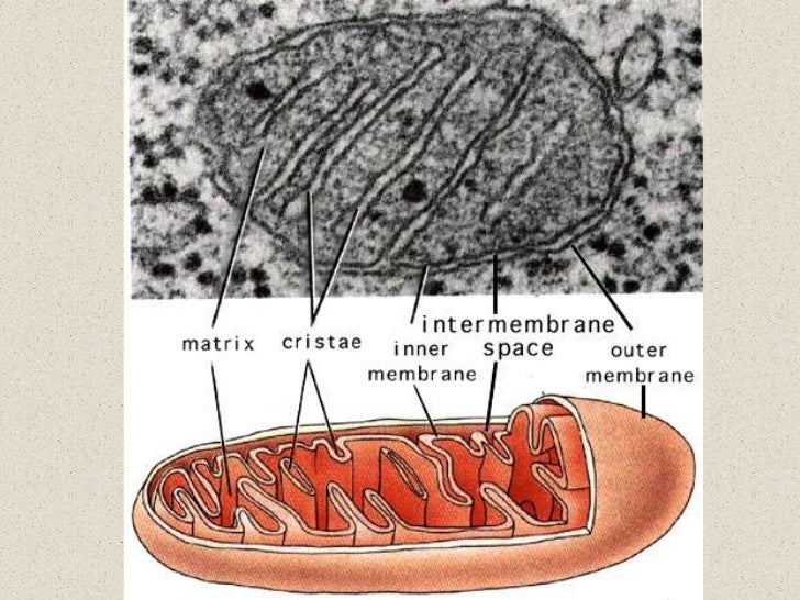 scanning electronmicroscope