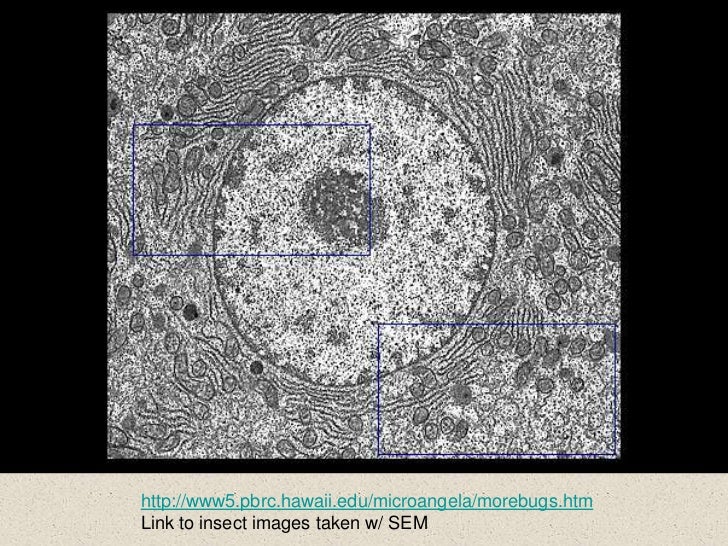 ap bio ch 4 scope cells scanning electronmicroscope