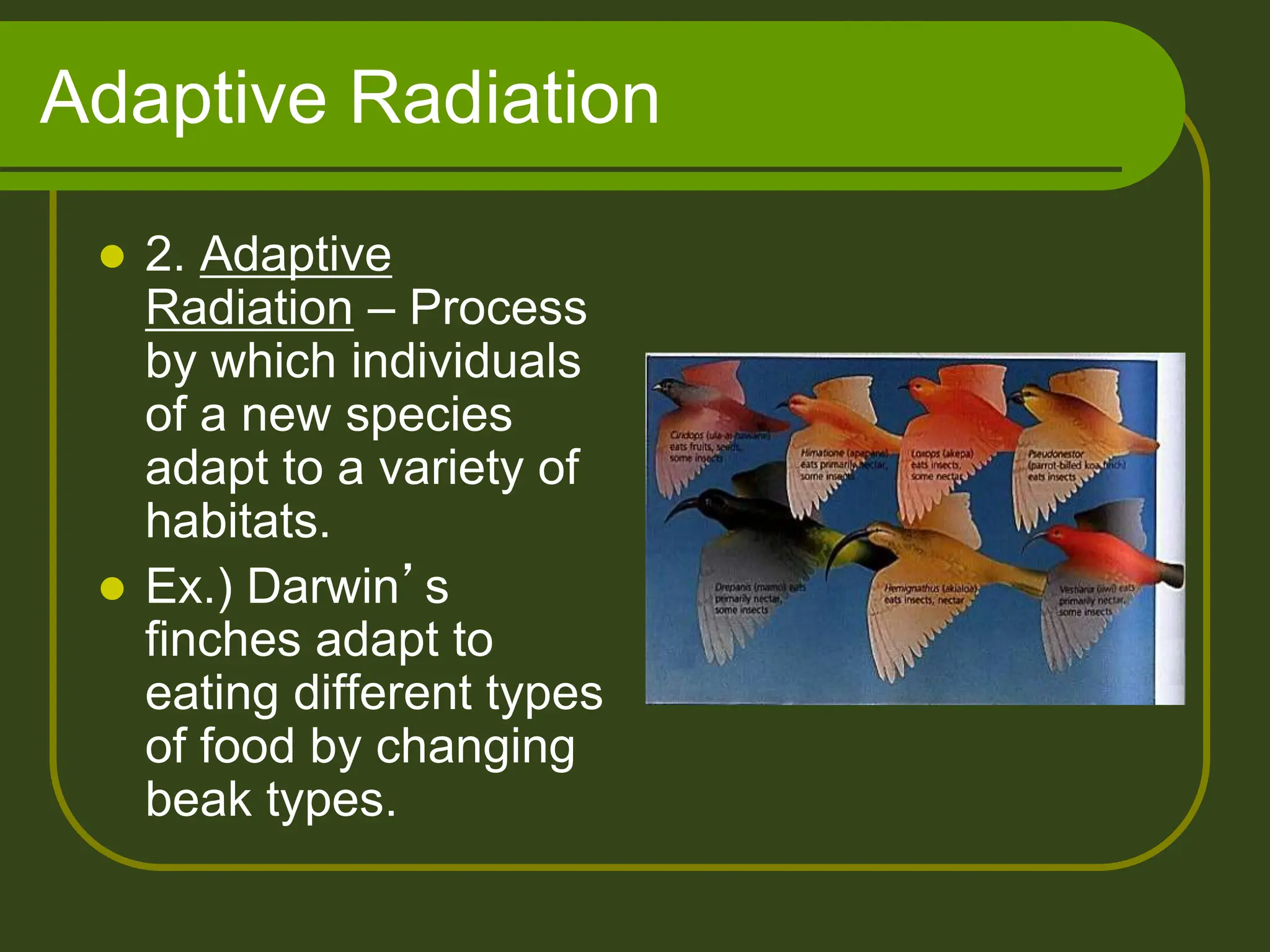 Adaptive Radiation
 2. Adaptive
Radiation – Process
by which individuals
of a new species
adapt to a variety of
habitats.
 Ex.) Darwin’s
finches adapt to
eating different types
of food by changing
beak types.
 