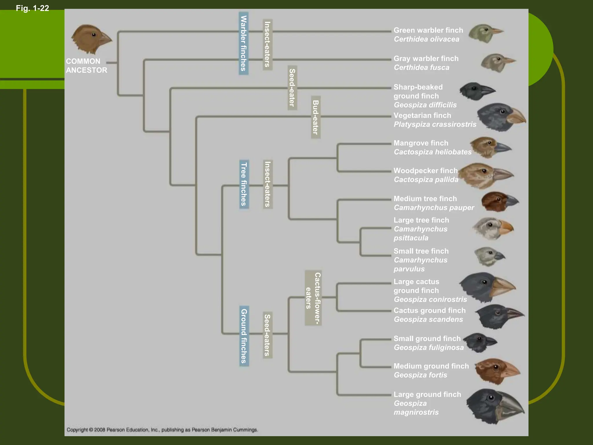 Fig. 1-22
COMMON
ANCESTOR
Warbler
finches
Insect-eaters
Seed-eater
Bud-eater
Insect-eaters
Tree
finches
Green warbler finch
Certhidea olivacea
Gray warbler finch
Certhidea fusca
Sharp-beaked
ground finch
Geospiza difficilis
Vegetarian finch
Platyspiza crassirostris
Mangrove finch
Cactospiza heliobates
Woodpecker finch
Cactospiza pallida
Medium tree finch
Camarhynchus pauper
Large tree finch
Camarhynchus
psittacula
Small tree finch
Camarhynchus
parvulus
Large cactus
ground finch
Geospiza conirostris
Cactus ground finch
Geospiza scandens
Small ground finch
Geospiza fuliginosa
Medium ground finch
Geospiza fortis
Large ground finch
Geospiza
magnirostris
Ground
finches
Seed-eaters
Cactus-flower-
eaters
 