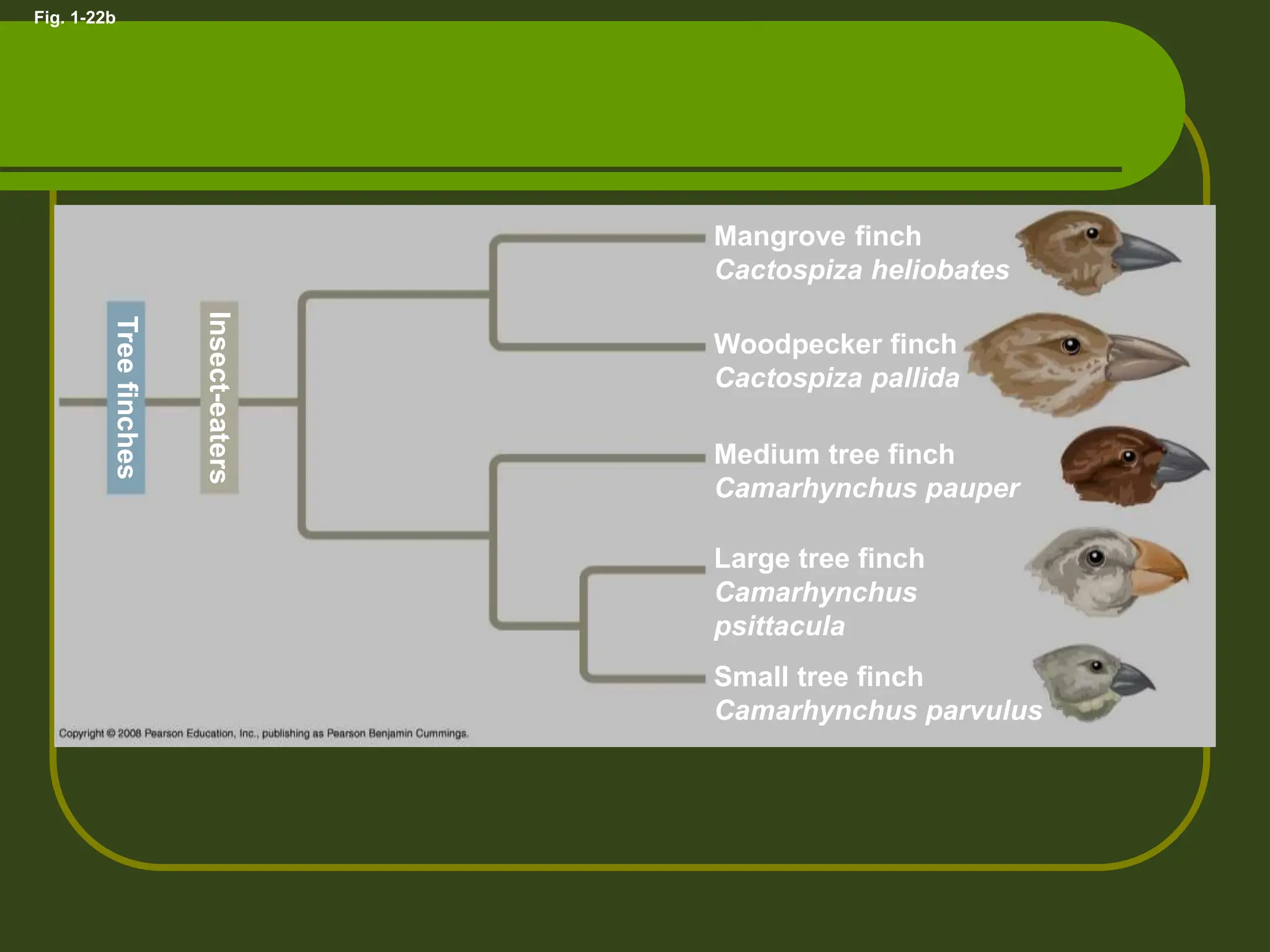 Fig. 1-22b
Insect-eaters
Tree
finches
Mangrove finch
Cactospiza heliobates
Woodpecker finch
Cactospiza pallida
Medium tree finch
Camarhynchus pauper
Large tree finch
Camarhynchus
psittacula
Small tree finch
Camarhynchus parvulus
 
