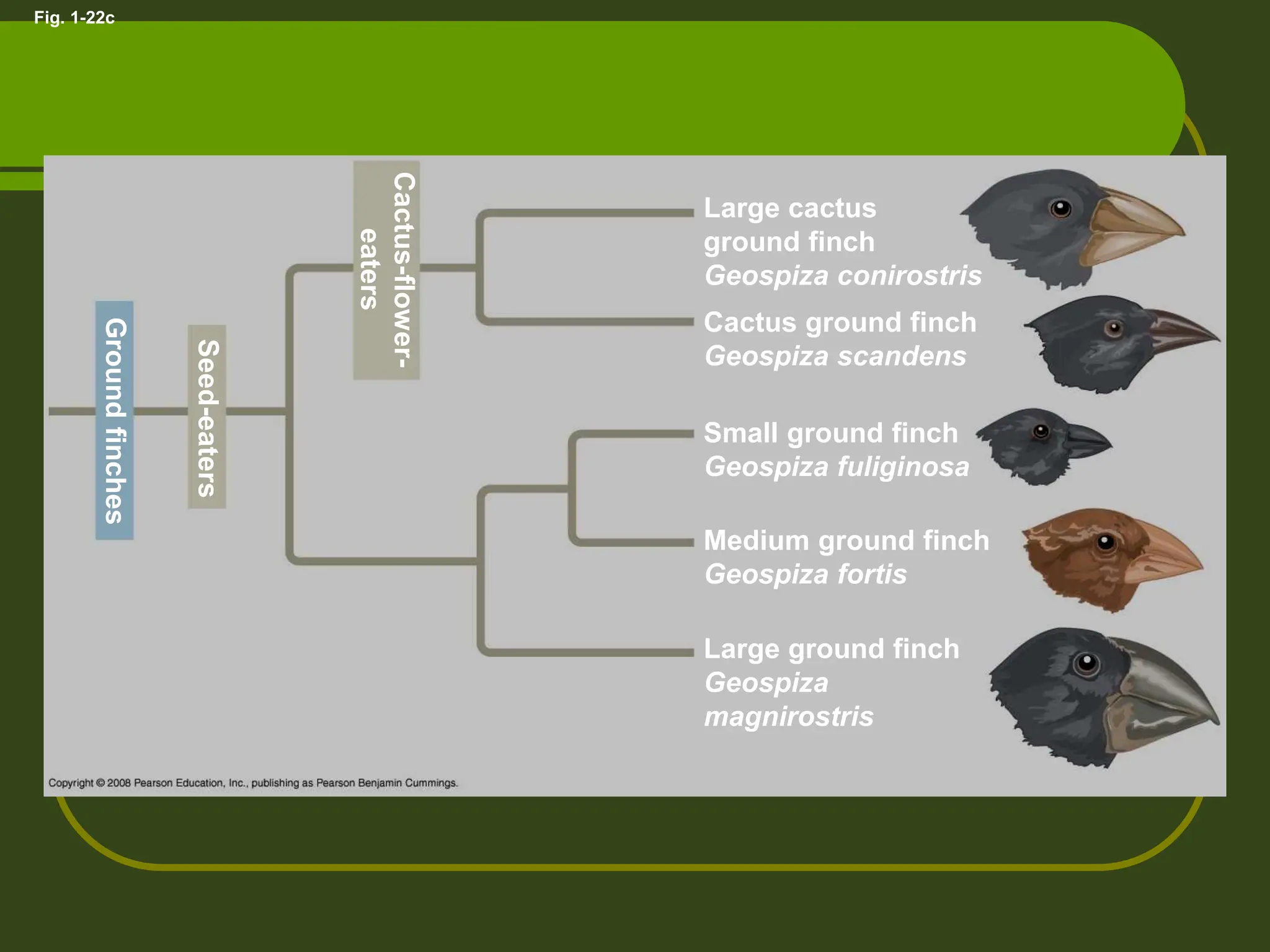 Fig. 1-22c
Large cactus
ground finch
Geospiza conirostris
Cactus ground finch
Geospiza scandens
Small ground finch
Geospiza fuliginosa
Medium ground finch
Geospiza fortis
Large ground finch
Geospiza
magnirostris
Ground
finches
Seed-eaters
Cactus-flower-
eaters
 
