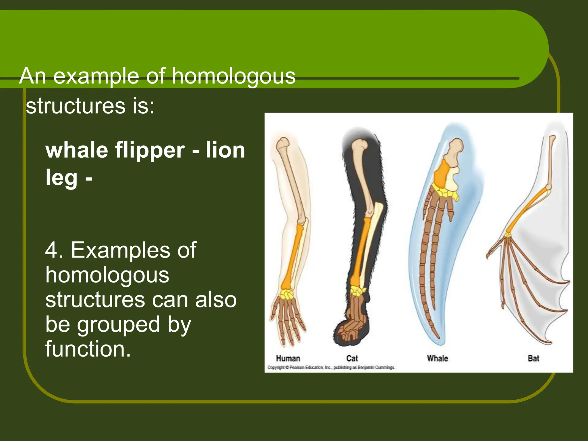 An example of homologous
structures is:
whale flipper - lion
leg -
4. Examples of
homologous
structures can also
be grouped by
function.
 