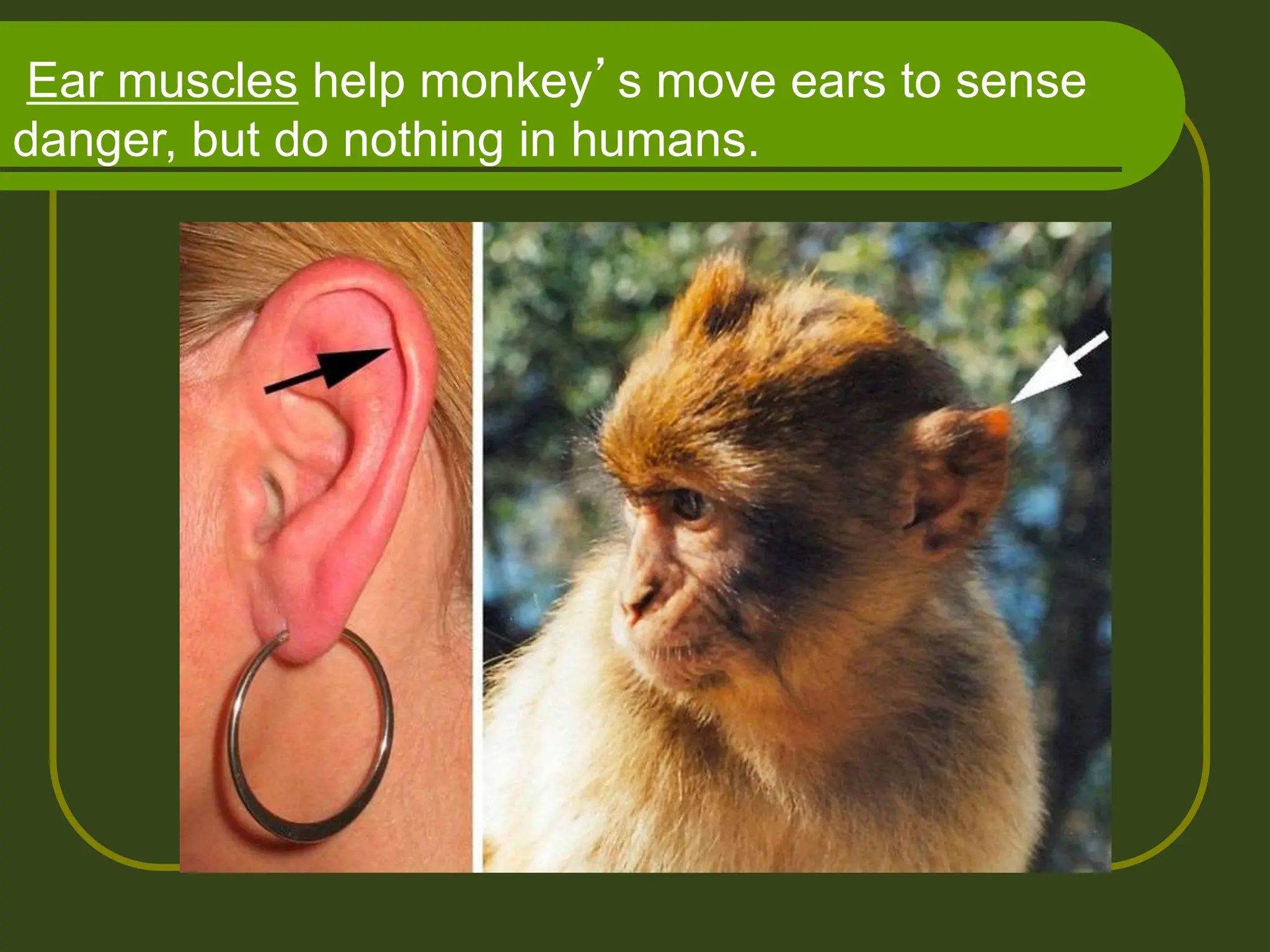 Ear muscles help monkey’s move ears to sense
danger, but do nothing in humans.
 