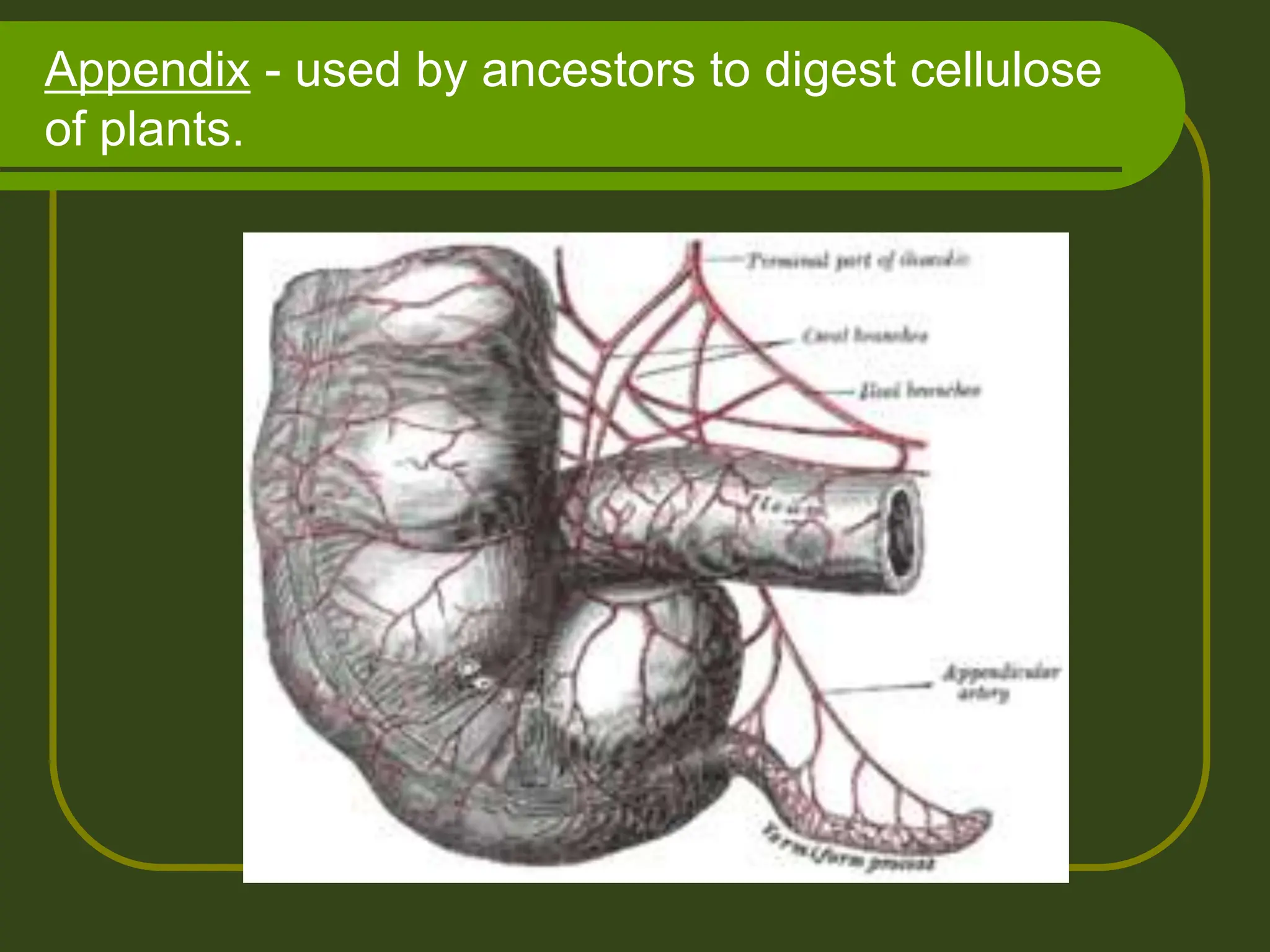 Appendix - used by ancestors to digest cellulose
of plants.
 