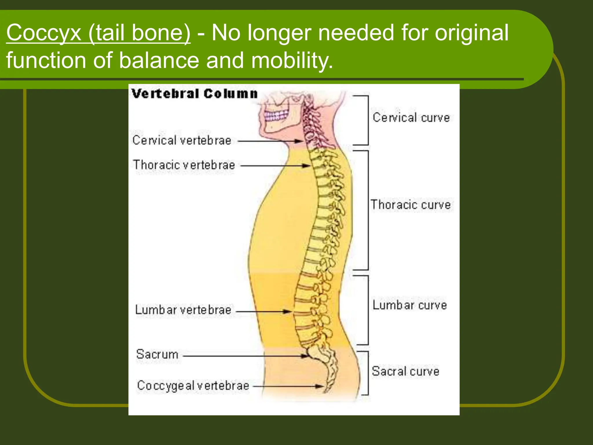 Coccyx (tail bone) - No longer needed for original
function of balance and mobility.
 