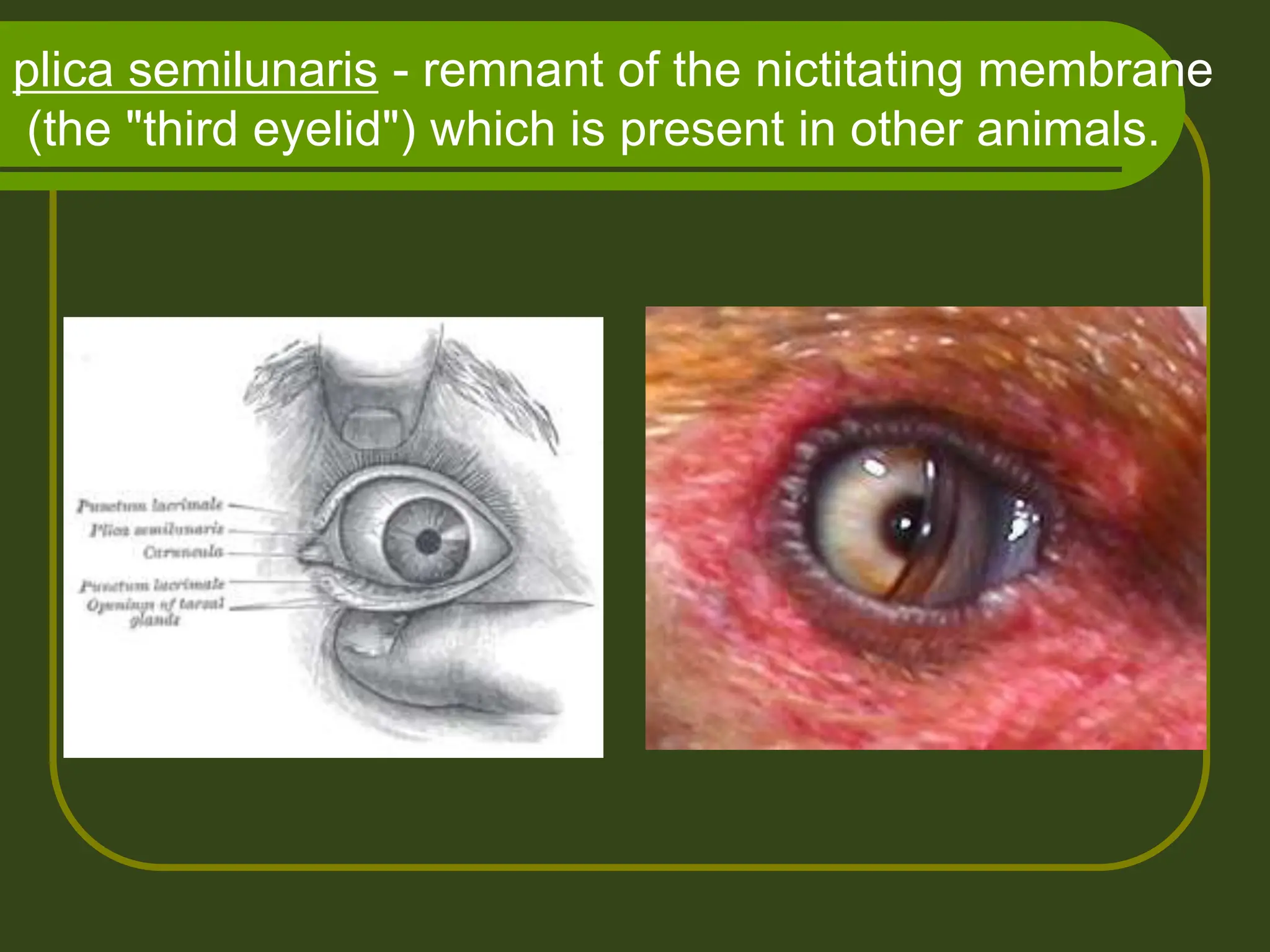 plica semilunaris - remnant of the nictitating membrane
(the "third eyelid") which is present in other animals.
 