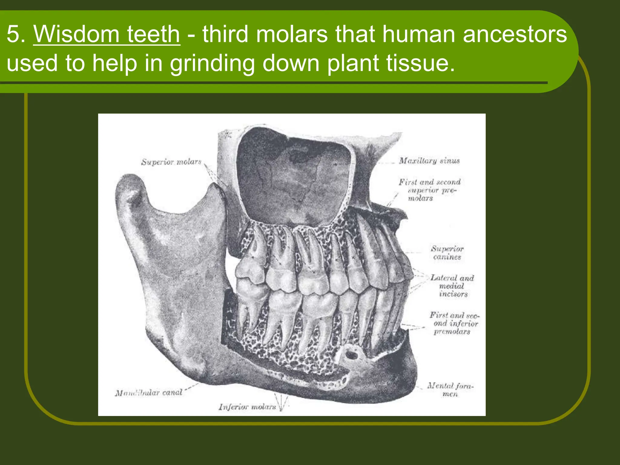 5. Wisdom teeth - third molars that human ancestors
used to help in grinding down plant tissue.
 