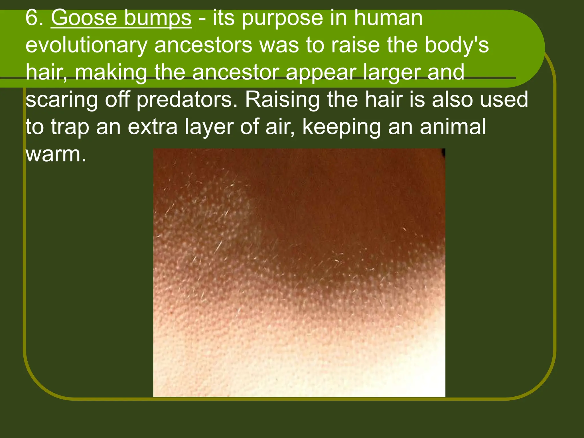 6. Goose bumps - its purpose in human
evolutionary ancestors was to raise the body's
hair, making the ancestor appear larger and
scaring off predators. Raising the hair is also used
to trap an extra layer of air, keeping an animal
warm.
 